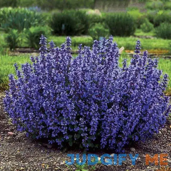Catmint Plant Nepeta 'Cat's Pajamas Catmint Plant Nepeta 'Cat's Pajamas