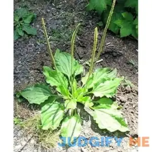 100 Broadleaf Plantain organic medicinal plant Yanten Plantago major herb seeds