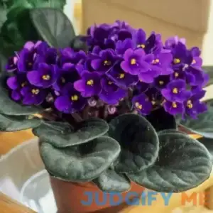 African Violets Live Plants Houseplants for Planting