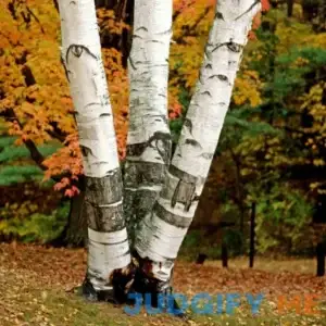 3 White Paper Birch Trees - 18-24" Tall Live Plants - Fast Growing Trees - Betula papyrifera - (3 Pack)