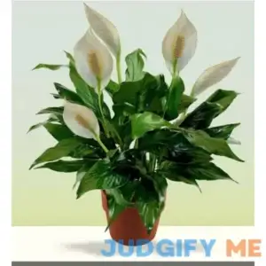 Peace Lily Plant - Standard