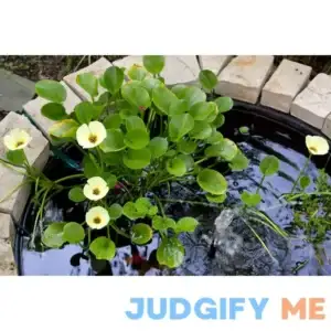 AquaLeaf Aquatics Golden Water Poppies