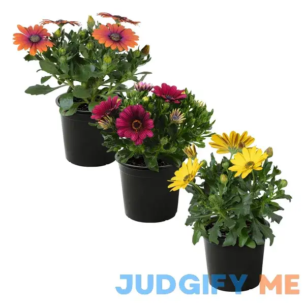 Live Osteospermum Plant Beautiful African Daisies Early Spring Live Osteospermum Plant Beautiful African Daisies Early Spring