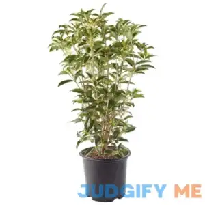 Osmanthus Tea Olive Shrub 2.25 Gal