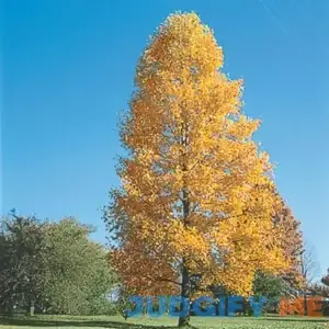 Spring Hill Nurseries Shade Tree Tulip Poplar Dormant Starter Bareroot