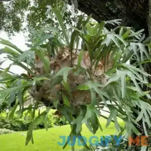 Wellspring Gardens Staghorn Fern Netherlands Elkhorn Live Plant Playtcerium bifurcatum