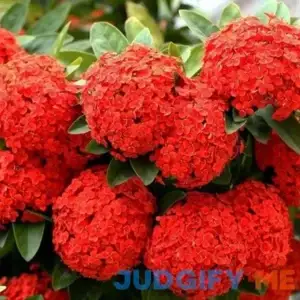 Red Hydrangea (Paniculata) Shrub Flower Live Plant - 18 inch Height for Yards and Home Garden Decoration