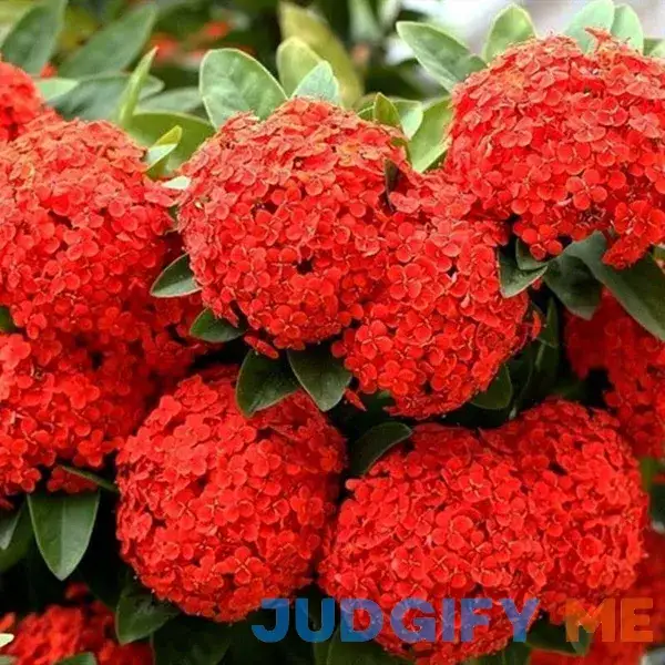 Red Hydrangea (Paniculata) Shrub Flower Live Plant - 18 inch Height for Yards and Home Garden Decoration Red Hydrangea (Paniculata) Shrub Flower Live Plant - 18 inch Height for Yards and Home Garden Decoration