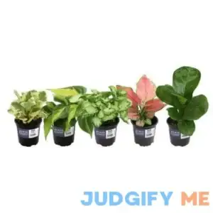 Element Treasures Live Plant Premium Assorted Foliage in 4.25in Pot