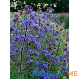 Anchusa Dropmore Perennial Plant by Bluestone Perennials