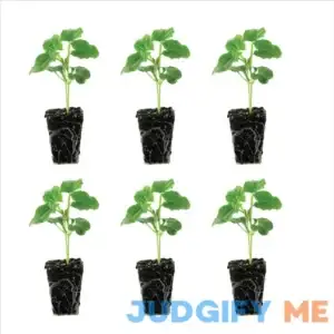 Ferry-morse Plantlings 1-3 inch Thunbergia Susie Clear