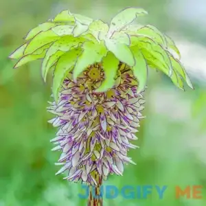 Bicolor Pineapple Lily 2 Per Package Green Purple