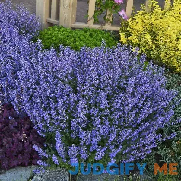 Purrsian Blue Catmint - 1 Gallon Pot Purrsian Blue Catmint - 1 Gallon Pot