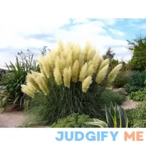 Pink Pampas Grass Plants
