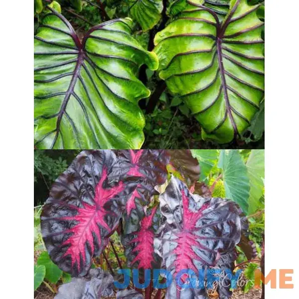 Exotic Elephant Ear Pre-Potted Duo | Holland Bulb Farms Exotic Elephant Ear Pre-Potted Duo | Holland Bulb Farms