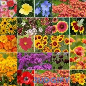 Eden Brothers Dry Area Wildflower Seed Mix