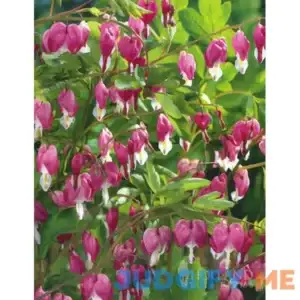 Pink Bleeding Hearts Value Pack | Holland Bulb Farms