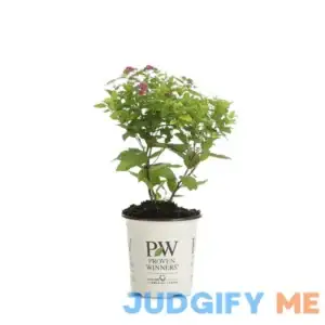 Double Play Gold Spirea Live Shrub