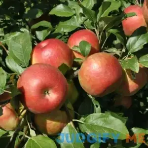 Honeycrisp Apple Semi-Dwarf Supreme