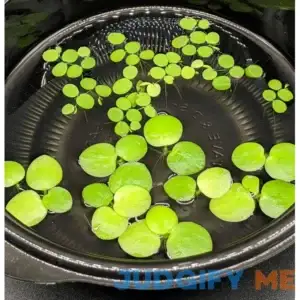 HIRO AQUATICS 6 Mini Amazon Frogbit + 6 Water Spangles Combo