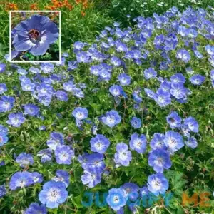 Rozanne Hardy Geranium