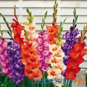 Glamini Gladiolus Mixture Mixed Gladiolus 'Glamini