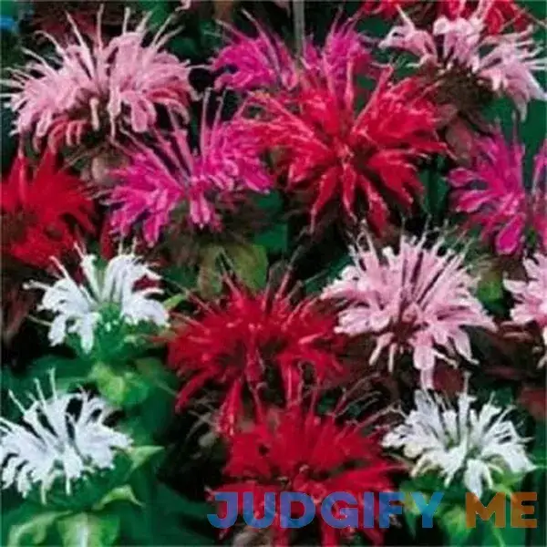 25 BEE Balm MIX Lemon Hummingbird Mint Monarda Didyma Mixed Colors Scarlet 25 BEE Balm MIX Lemon Hummingbird Mint Monarda Didyma Mixed Colors Scarlet