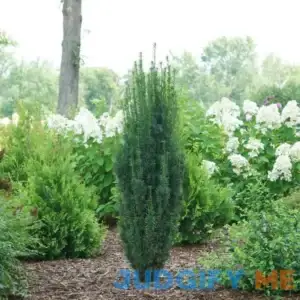 Stonehenge Skinny Yew | One Quart