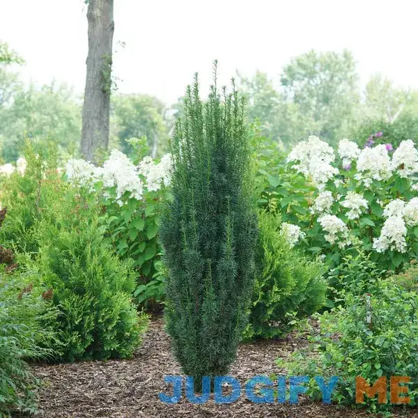 Stonehenge Skinny Yew | One Quart Stonehenge Skinny Yew | One Quart