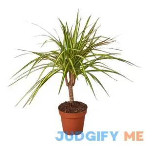House Plant Shop Dracaena Marginata 'Sunshine