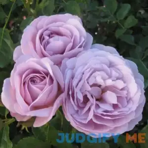 Blue Girl Hybrid Tea Rose