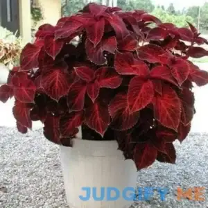Outsidepride Coleus Wizard Velvet