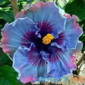 QAUZUY GARDEN 30+ Premium Rare Exotic Hibiscus Flower Seeds Huge 10-12 Inch Flowers