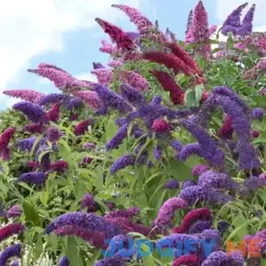 4 in. Triple Treat Butterfly Buddleia Flowering Shrub with Red-White-Purple Flowers