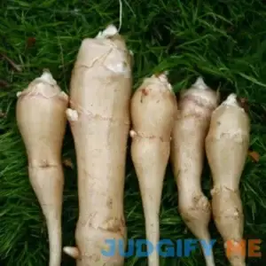 Sunchoke White Fuseau Variety Five Tubers Helianthus tuberosa Sunroot