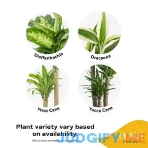 Costa Farms Plants with Benefits Live Indoor Plant Foliage Assorted in 10in Grower Pot