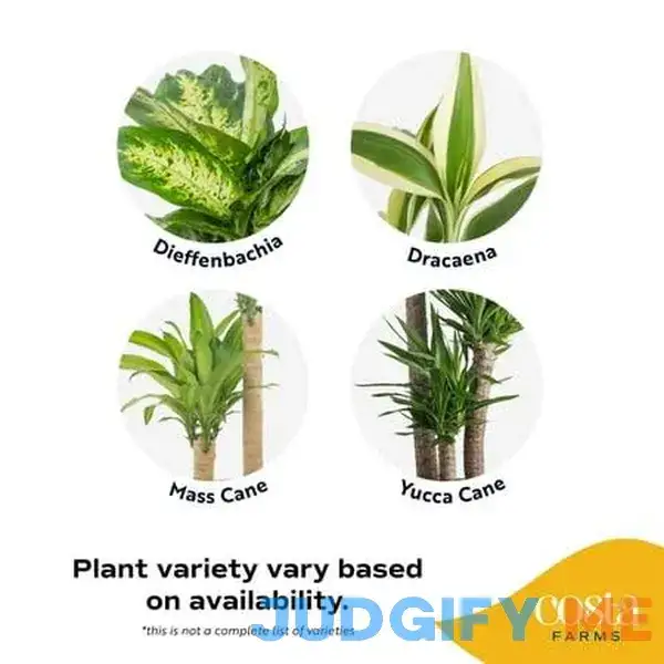 Costa Farms Plants with Benefits Live Indoor Plant Foliage Assorted in 10in Grower Pot Costa Farms Plants with Benefits Live Indoor Plant Foliage Assorted in 10in Grower Pot