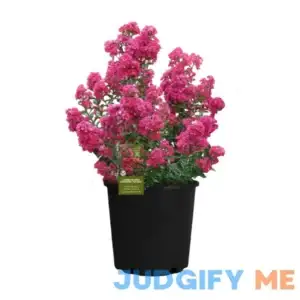 2.25 gal. Crepe Myrtle Enduring Fuchsia Shrub with Pink Flowers