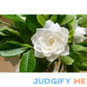 50 Gardenia Jasminiodes / Cape Jasmine Fragrant