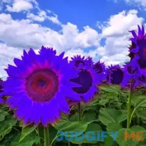 GMNP0di% Sunflower Seeds to Plant Purple Sunflower Seeds Ornamental Plant Home Garden Yard Farm Office Decor Non-GMO Seeds Purple Sunflower Seeds