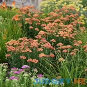 'Firefly Peach Sky' Yarrow | One Quart