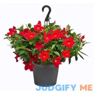 1.15 Gal. Hanging Basket Dipladenia Flowering Annual Shrub Flowers