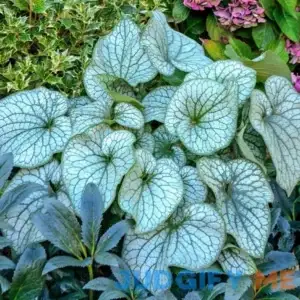 Spring Hill Nurseries Alexander's Great Brunnera Dormant Bare Root Perennial Plant