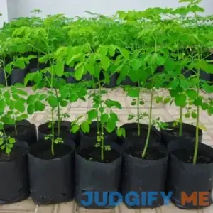 2 Trees Moringa Plants Live for Planting Oleifera Moringa Live Tree