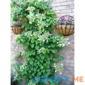 50 CLIMBING HYDRANGEA Anomala Petiolaris Vine Flower Seeds
