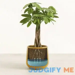 Self-Watering Money Tree Houseplant - Pet&Kid Friendly - Low-Maintanace& Easy Care Online Plants - Indoor&Office Plants