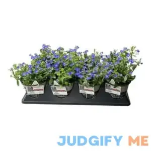Better Homes & Gardens 1QT Blue Lobelia Live Plants Grower Pots Sun