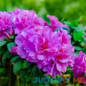 Encore Azalea Purple Autumn Majesty Azalea Flowering Shrub in 1-Gallon Pot 2-Pack 80571-2