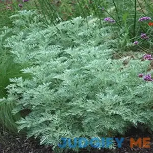 Deer-Leerious Artemisia a. 'Powis Castle' Perennial