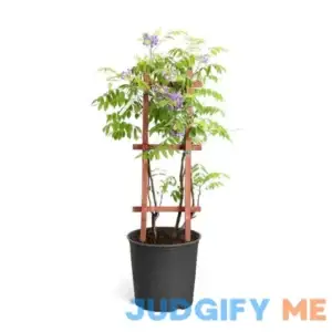 2 Gal. Amethyst Falls Wisteria Vine